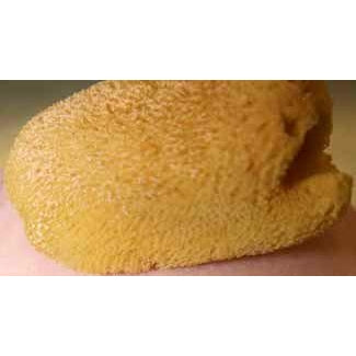 Natural Sponge, small
